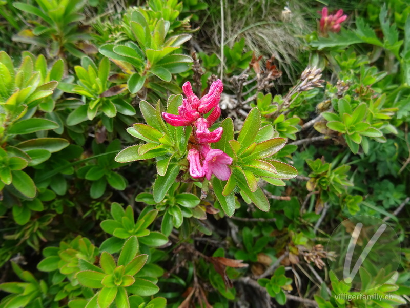 Bewimperte Alpenrose: Übersicht